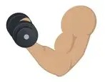 Curling a dumbbell